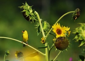 Goldfinches 07 05 13 048