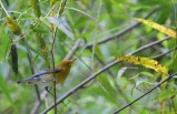This Prothonotary Warbler photo just seems well composed to me, plus I just love these beautiful little birds.