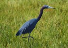 This is when I first started adjusting the lens speed and ISO setting. As a result, the Little Blue Heron just seemed to jump from the marsh grass.