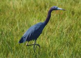This is when I first started adjusting the lens speed and ISO setting. As a result, the Little Blue Heron just seemed to jump from the marsh grass.