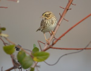 This Savannah Sparrow photo almost seems like a plate in an old-fashioned bird field guide. I think it's something about the plain background.