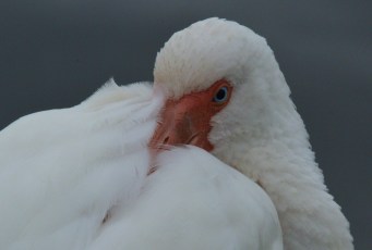 This White Ibis close-up showed such detail.