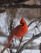 Northern Cardinal in the winter