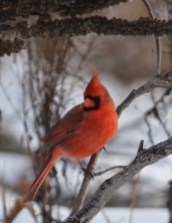Northern Cardinal in the winter