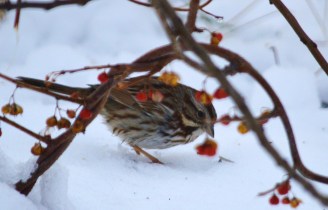 Song Sparrow in a tangle of Bittersweet