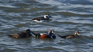 Harlequin Duck with two females and Longtails