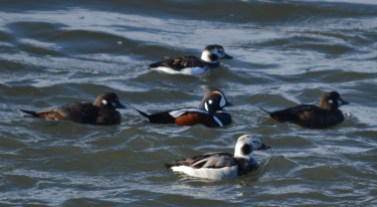 Male Harlequin with two females and two female Longtails.