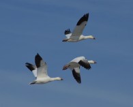 I love the details on these Snow Geese.