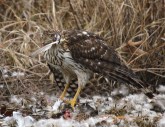 This Cooper's Hawk was so hungry. He just wouldn't leave his dinner for anything!