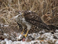 This Cooper's Hawk was so hungry. He just wouldn't leave his dinner for anything!