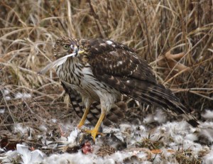 Cooper's Hawk devouring a Mallard