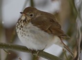 It was SO cold this day. The Hermit Thrush fluffed his feathers as much as he could to stay warm.
