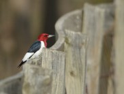 I love the way the fence curves around the Red-Headed Woodpecker.
