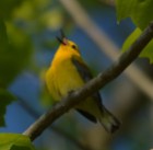 Just love those Prothonotary Warblers.