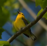 Just love those Prothonotary Warblers.
