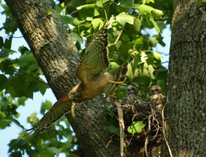Mama Red-Shouldered Hawk taking care of her babies.