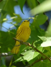 And the Yellow Warblers are pretty stunning, too.