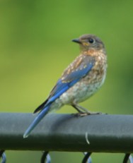 Juvenile Eastern Bluebird