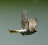 Rough-Winged Swallow