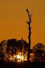 Bald Eagle at sunset