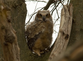 04 19 15 Great Horned Owlet 061