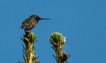 07 17 15 Hummingbird 216